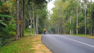 Green Canopy Cycling Package
